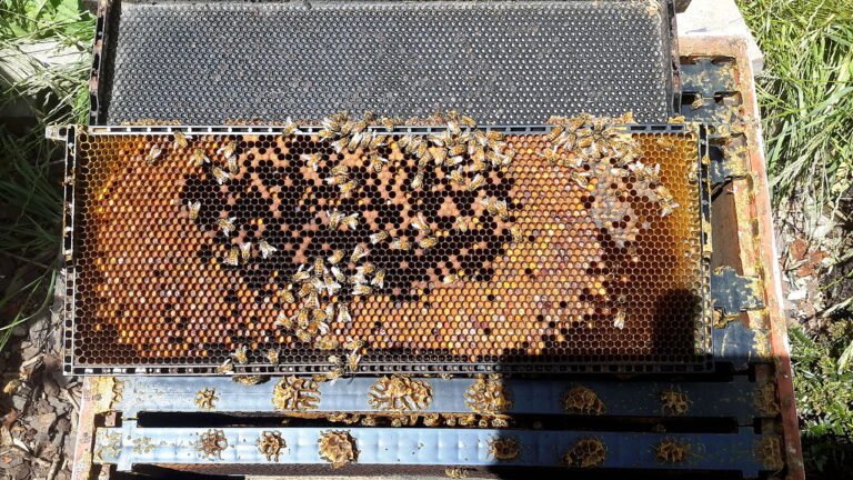 Abeilles domestiques regroupées densément sur un cadre de ruche
