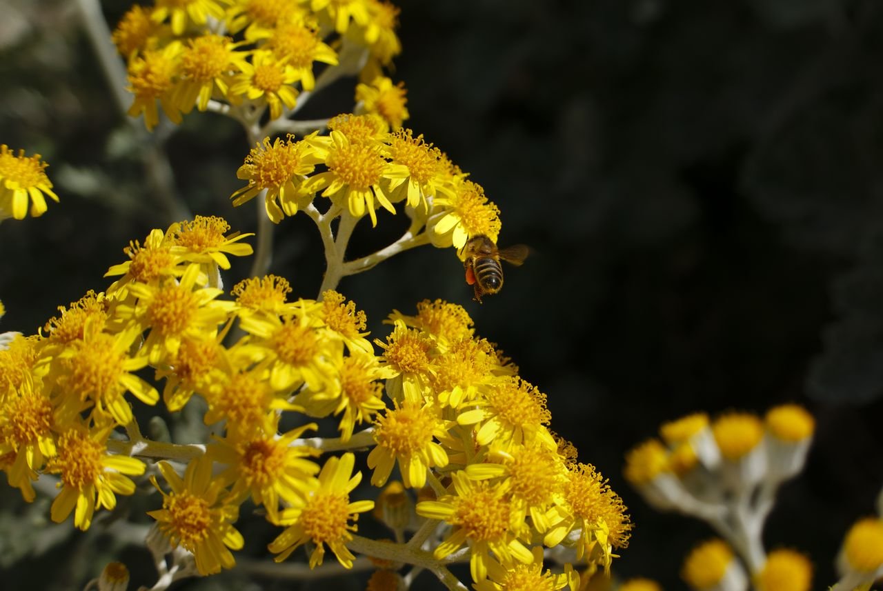 Abeja negra ibérica (Apis mellifera iberiensis) posada sobre una flor, la subespecie autóctona de la Península Ibérica