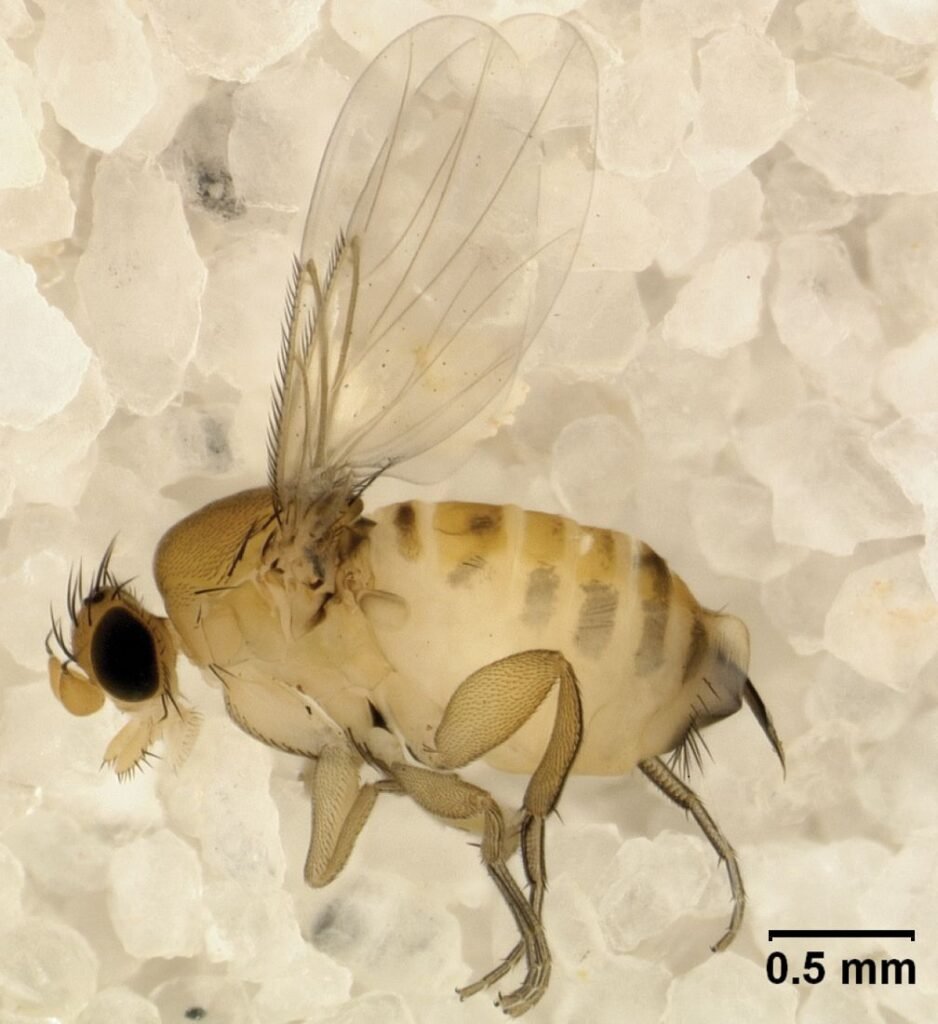Close-up scientific photo of an adult female Apocephalus borealis, the phorid fly that parasitizes honey bees