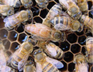 Adult honeybee queen on the comb, the subject of instrumental insemination research