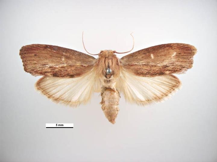 Dorsal view of an adult greater wax moth, Galleria mellonella, the primary pest risk for stored beeswax and drawn comb