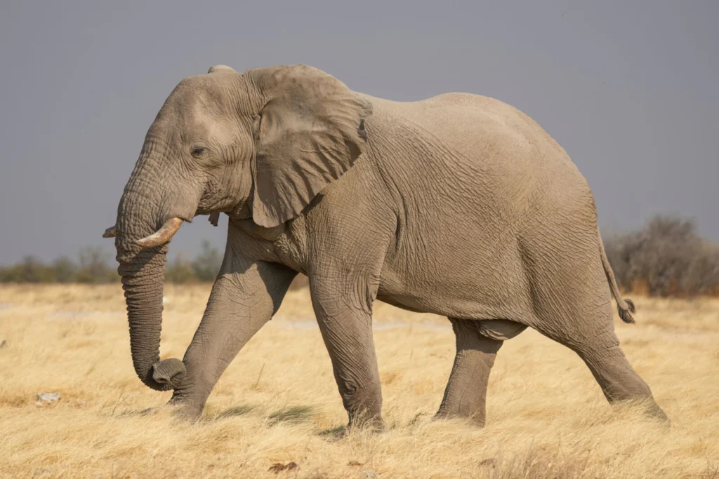 African bush elephant, the species targeted by beehive-fence crop-raid deterrents