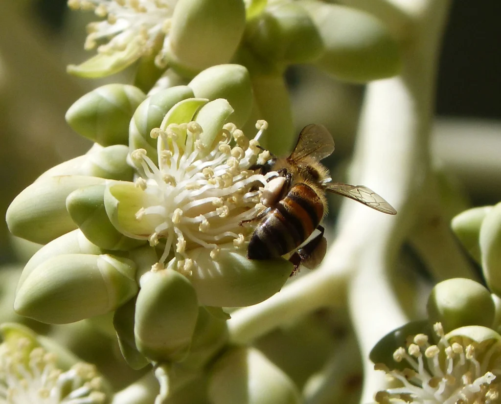 African honey bee, Apis mellifera scutellata, the defensive species used in beehive fences
