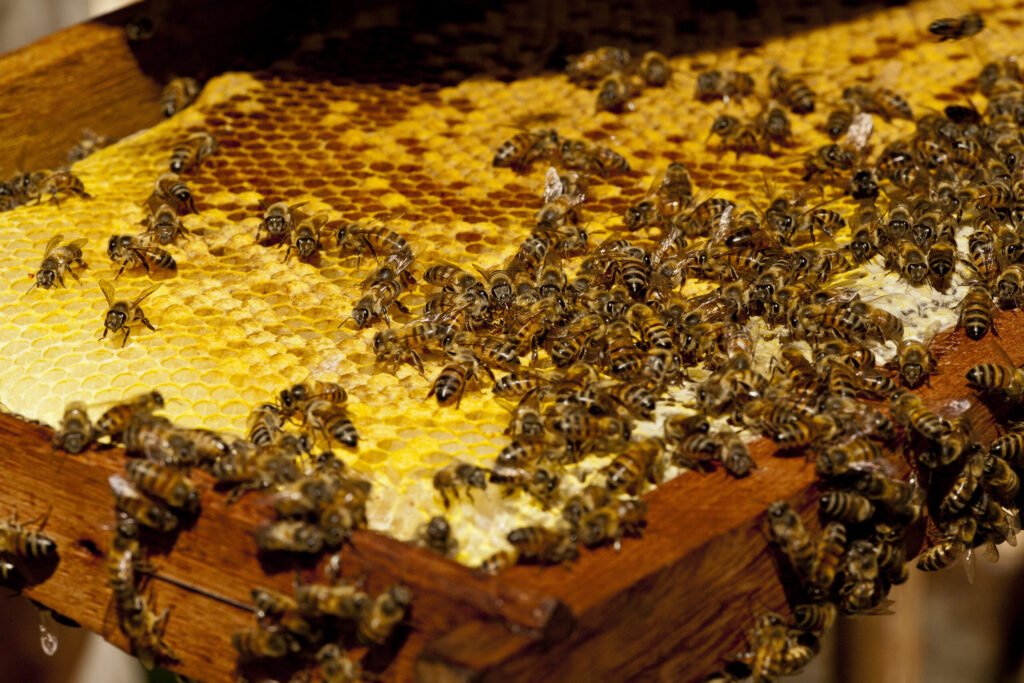 A swarm cluster of Africanized honey bees, known for a stronger mass-defensive response than European honey bees