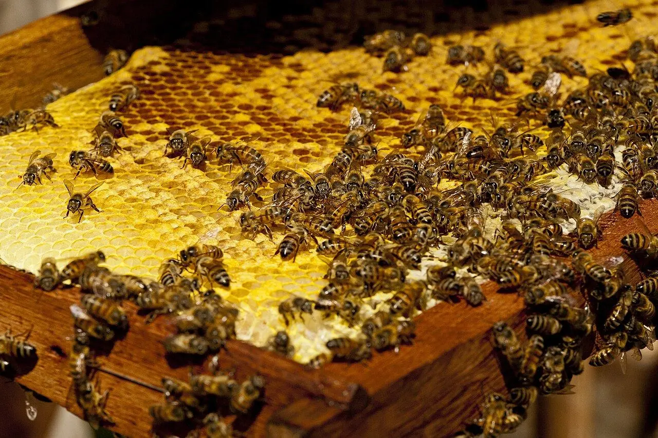 Africanized honey bee swarm clustered together
