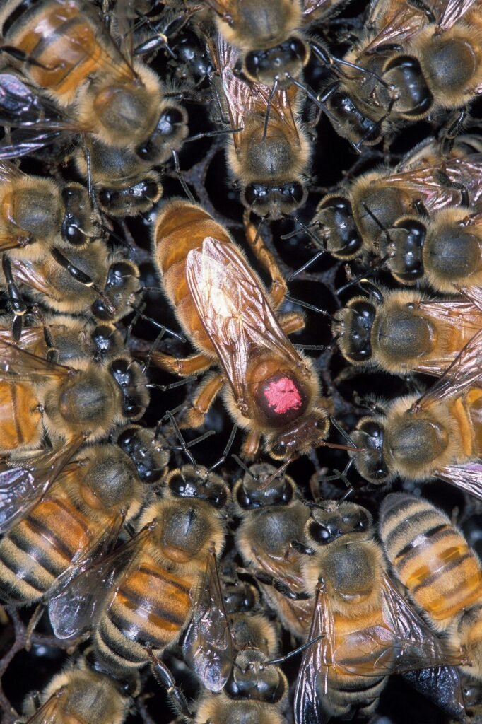 A cluster of Africanized honey bees surrounding a pink-marked European queen bee during a laboratory identification study, the kind of testing Oklahoma uses on suspected Africanized colonies