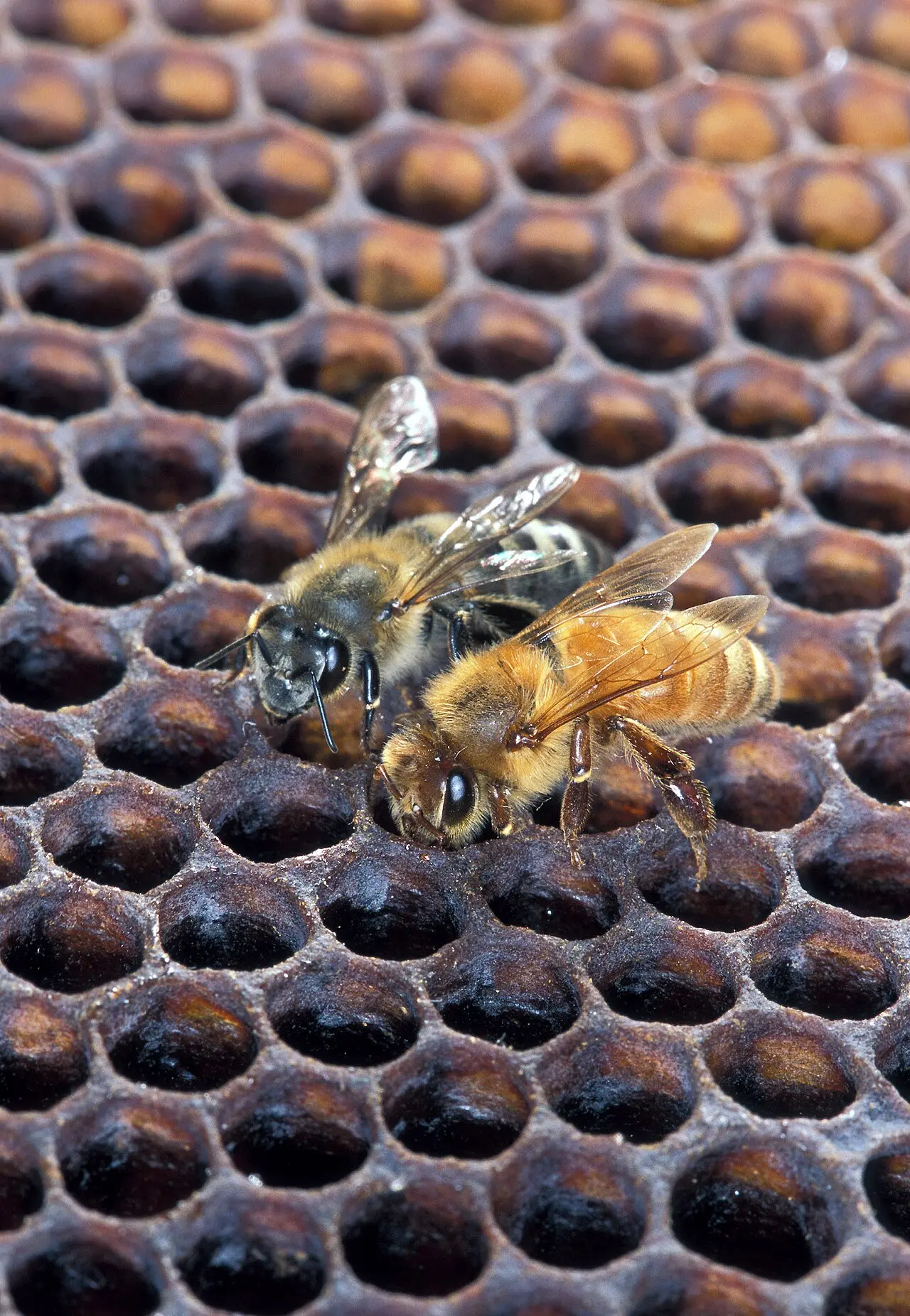 Africanized and European honey bee side by side on honeycomb showing nearly identical appearance