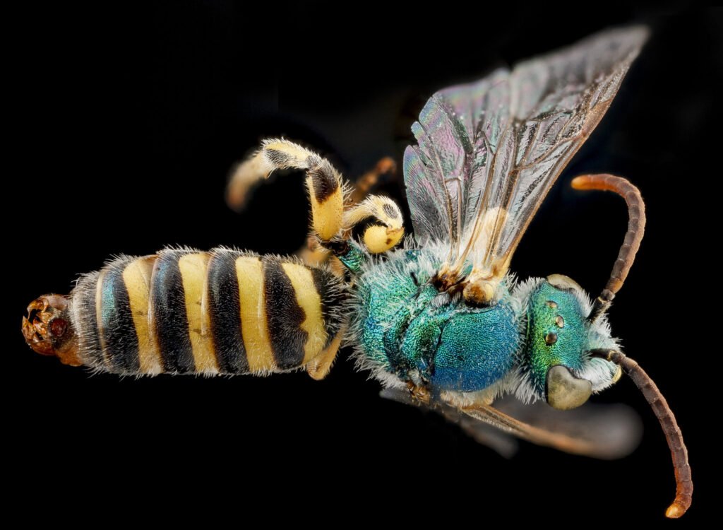 A metallic-green Agapostemon sweat bee, a native species where app accuracy drops and BeeMachine's bee-specific training helps most