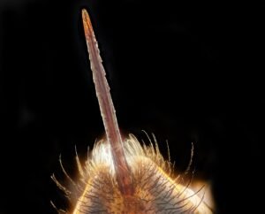 Macrofotografía del aguijón de una abeja melífera mostrando su estructura dentada característica