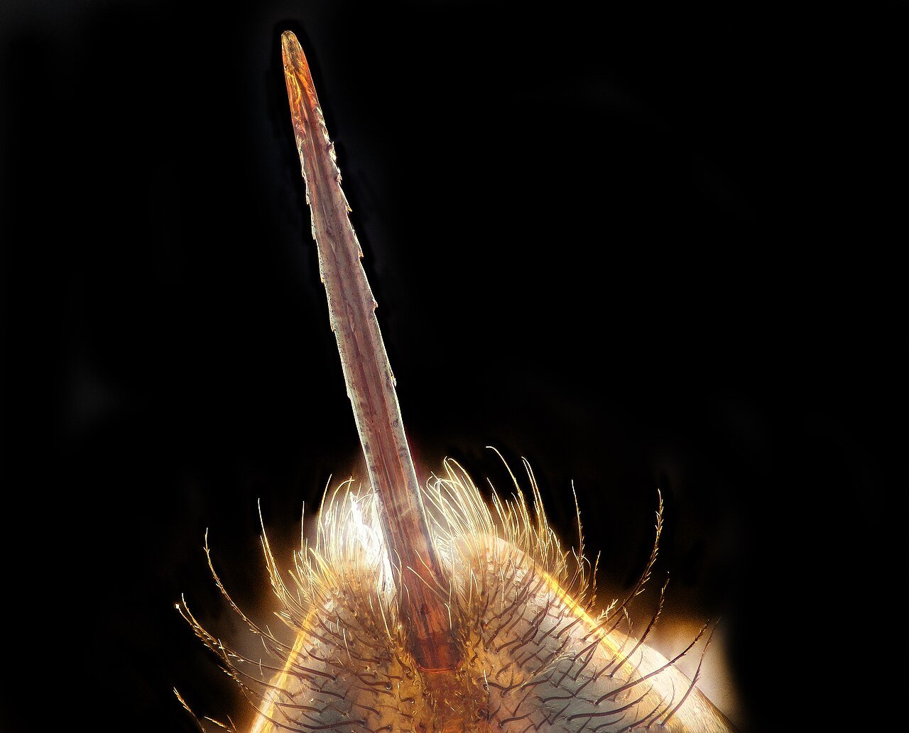 Macrofotografía del aguijón de una abeja melífera mostrando su estructura dentada característica