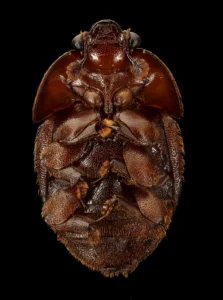 Close-up macro photo of a small hive beetle, the pest confirmed in Alaska for the first time in September 2025