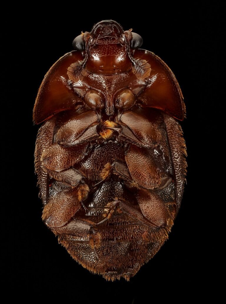 Close-up macro photo of a small hive beetle, the pest confirmed in Alaska for the first time in September 2025
