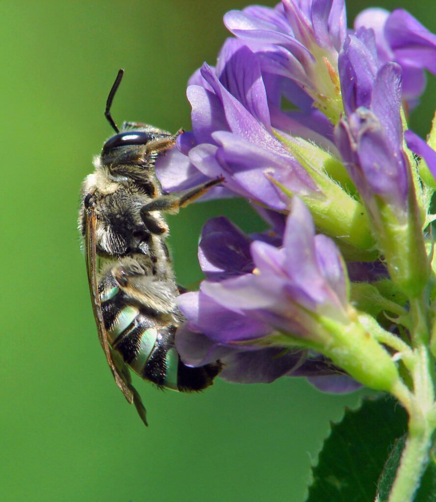 A female alkali bee pollinating an alfalfa flower, showing the mechanical tripping action that triggers pollen release