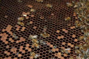 Honey bee brood comb showing a patchy brood pattern typical of American foulbrood infection