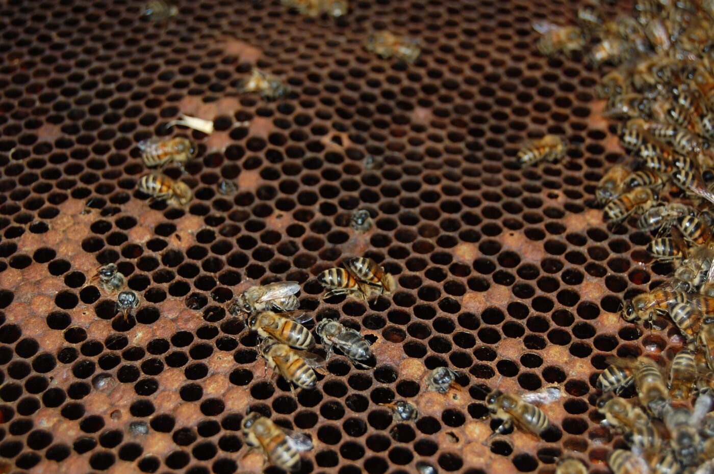 Honey bee brood comb showing a patchy brood pattern typical of American foulbrood infection