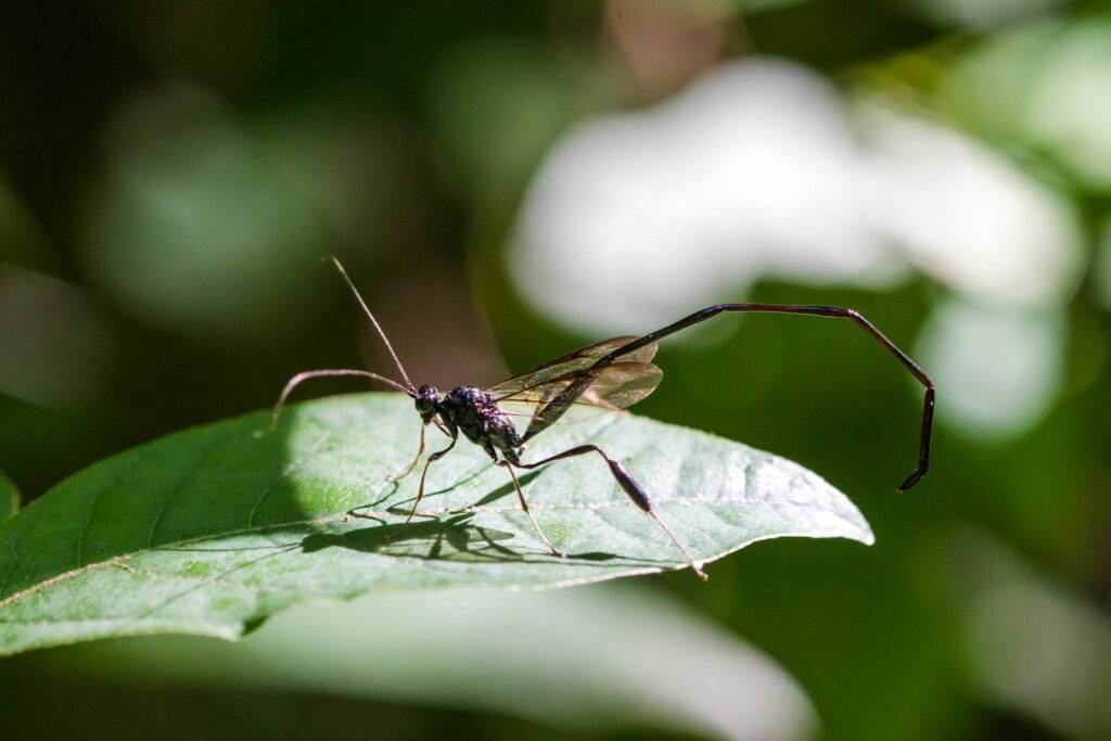 American pelecinid wasp resting on a garden plant, a beneficial beetle-grub parasitoid