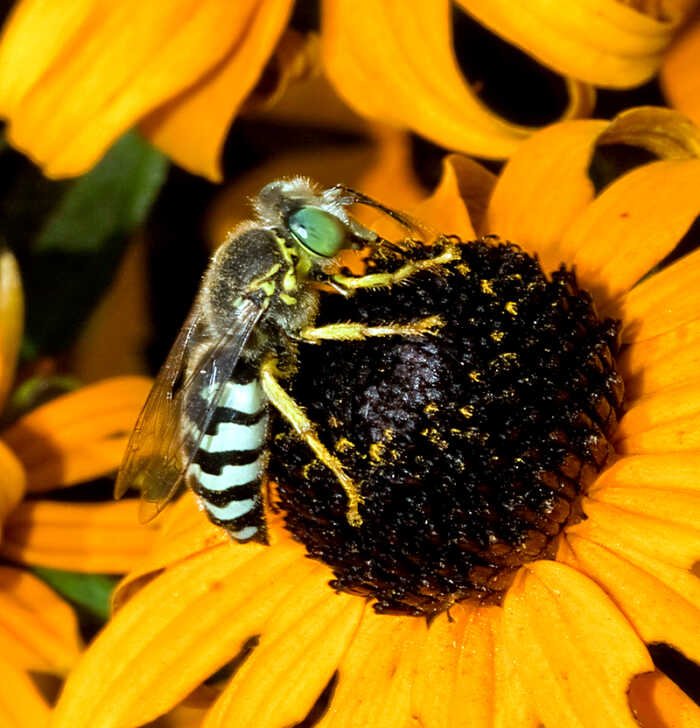 American sand wasp Bembix americana showing white-banded black abdomen and yellow legs