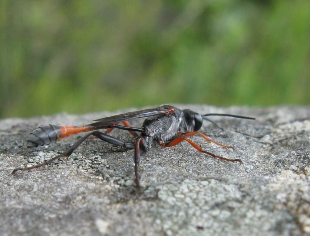 Thread-waisted wasp basking on sandstone, showing its thin waist and body shape