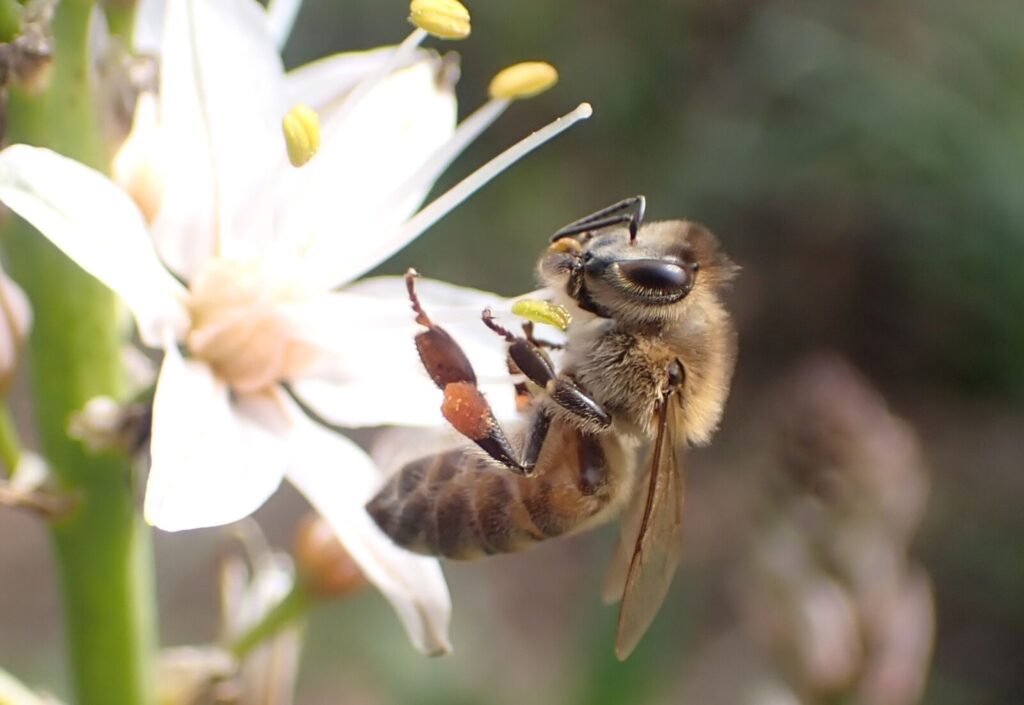 Close-up of an Anatolian honey bee, Apis mellifera anatoliaca, native to Turkey