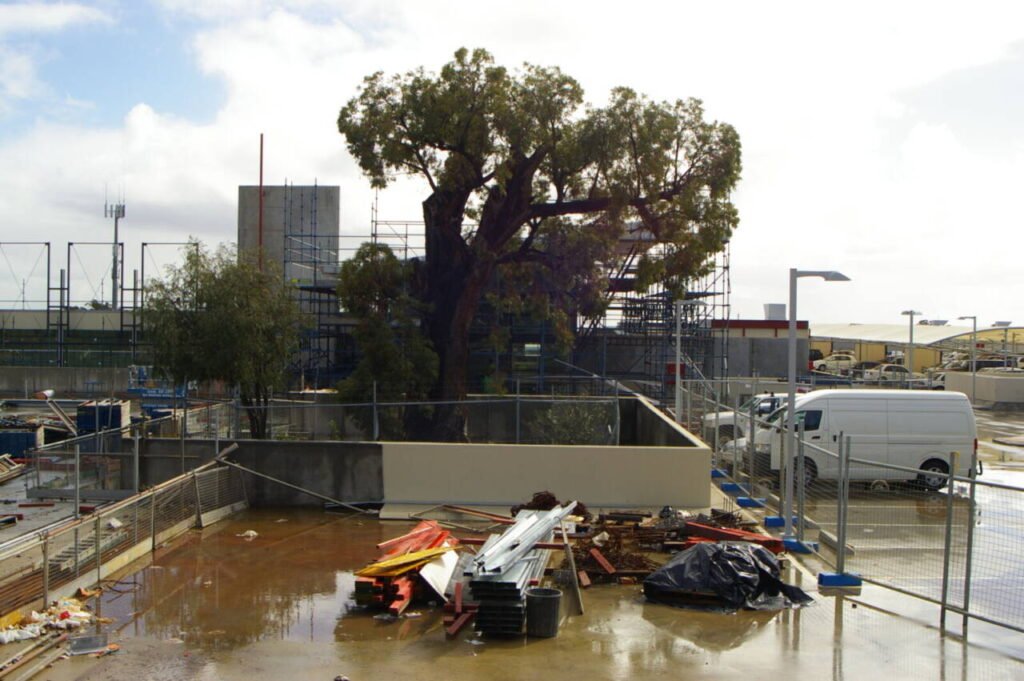 A centuries-old jarrah tree in Armadale, Western Australia, surrounded by urban development
