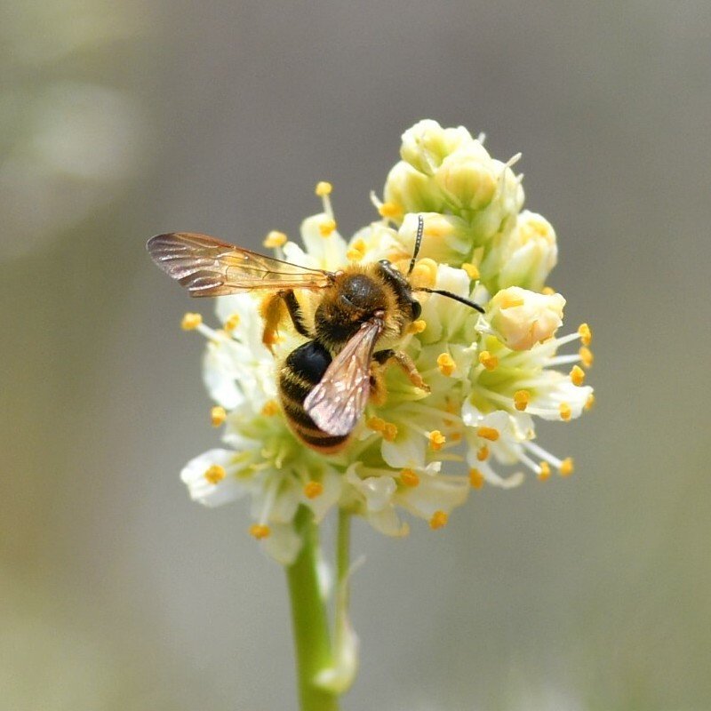 A North American Andrena mining bee (Andrena astragali) foraging on a Toxicoscordion flower in British Columbia
