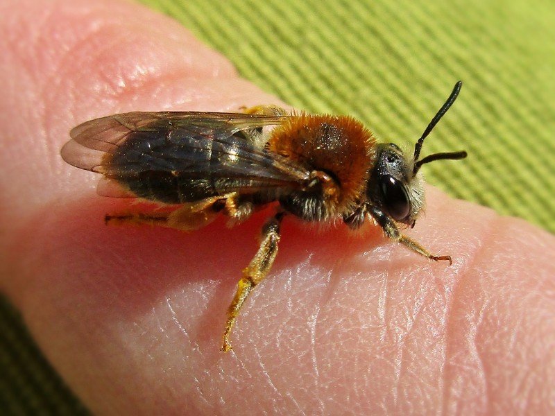 An Andrena mining bee, part of a genus with thousands of species worldwide, many still formally undescribed