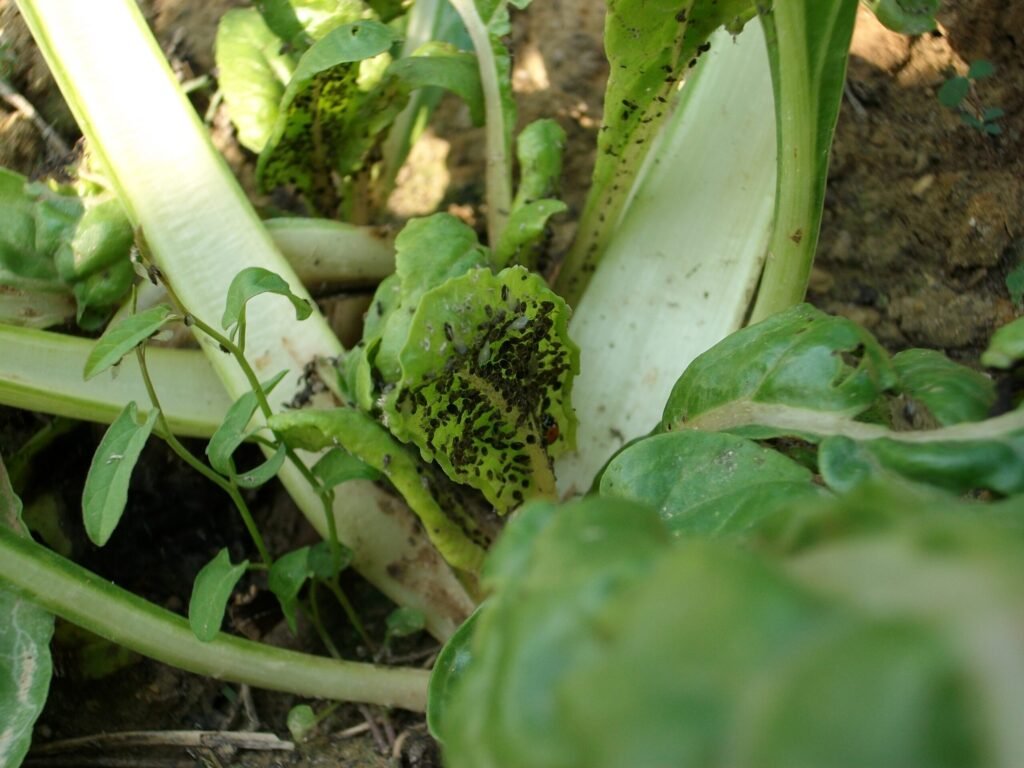 Aphids infesting the underside of a leaf -- exactly the kind of soft-bodied pest insecticidal soap and horticultural oil target effectively