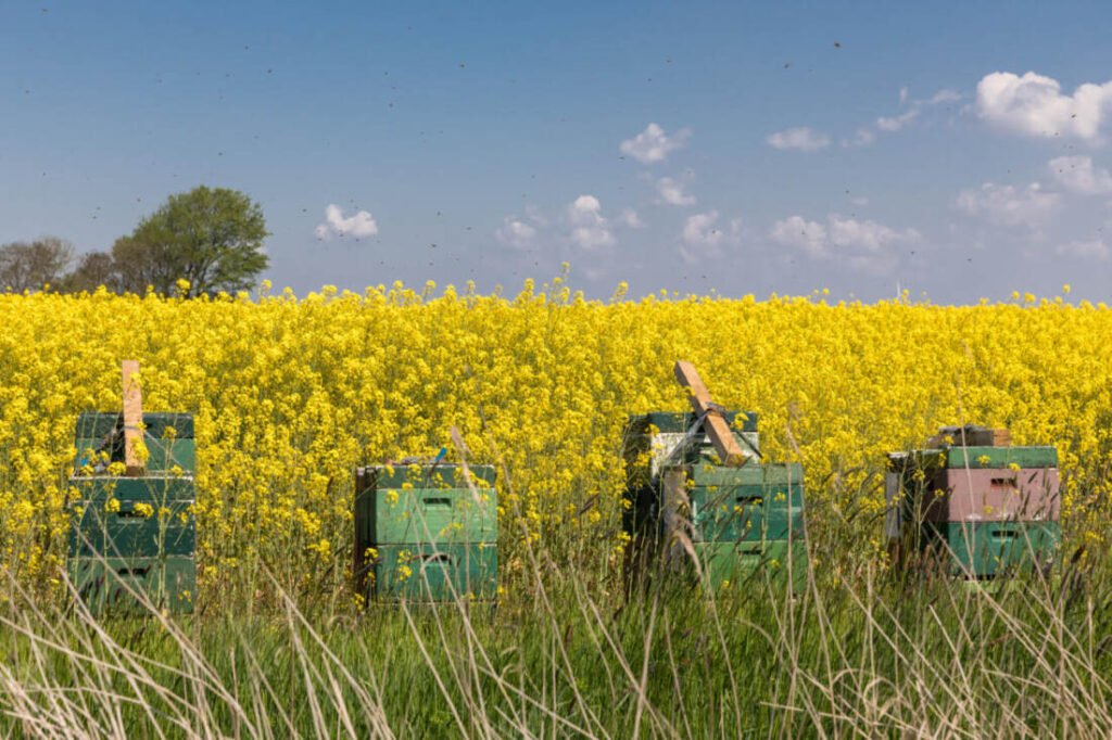Row of beehives at the edge of a field, the kind of site-specific microclimate a phone forecast cannot capture