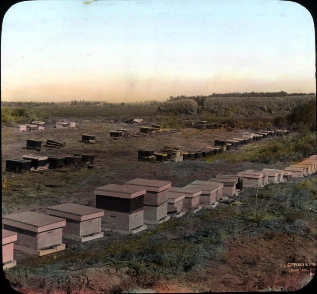 A working apiary, representative of the kind of fieldwork Eva Crane documented across more than 60 countries for her history of beekeeping