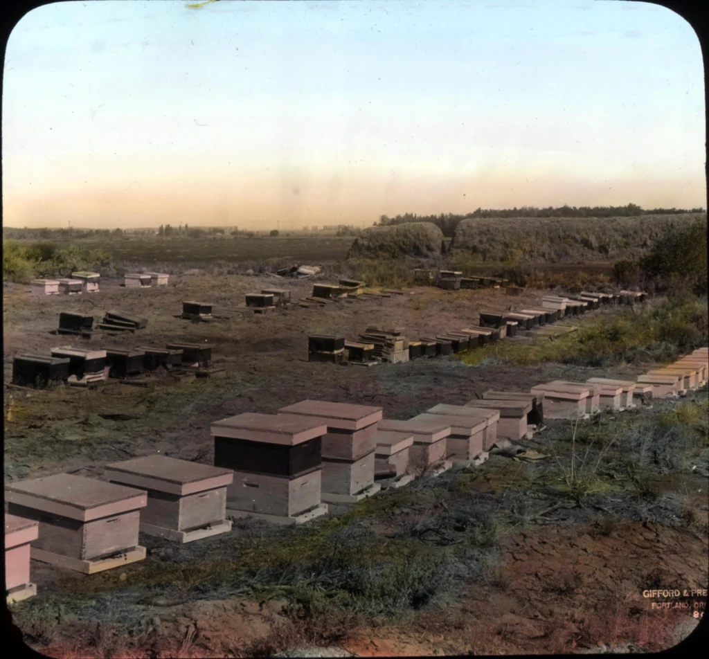 A working apiary, representative of the kind of fieldwork Eva Crane documented across more than 60 countries for her history of beekeeping