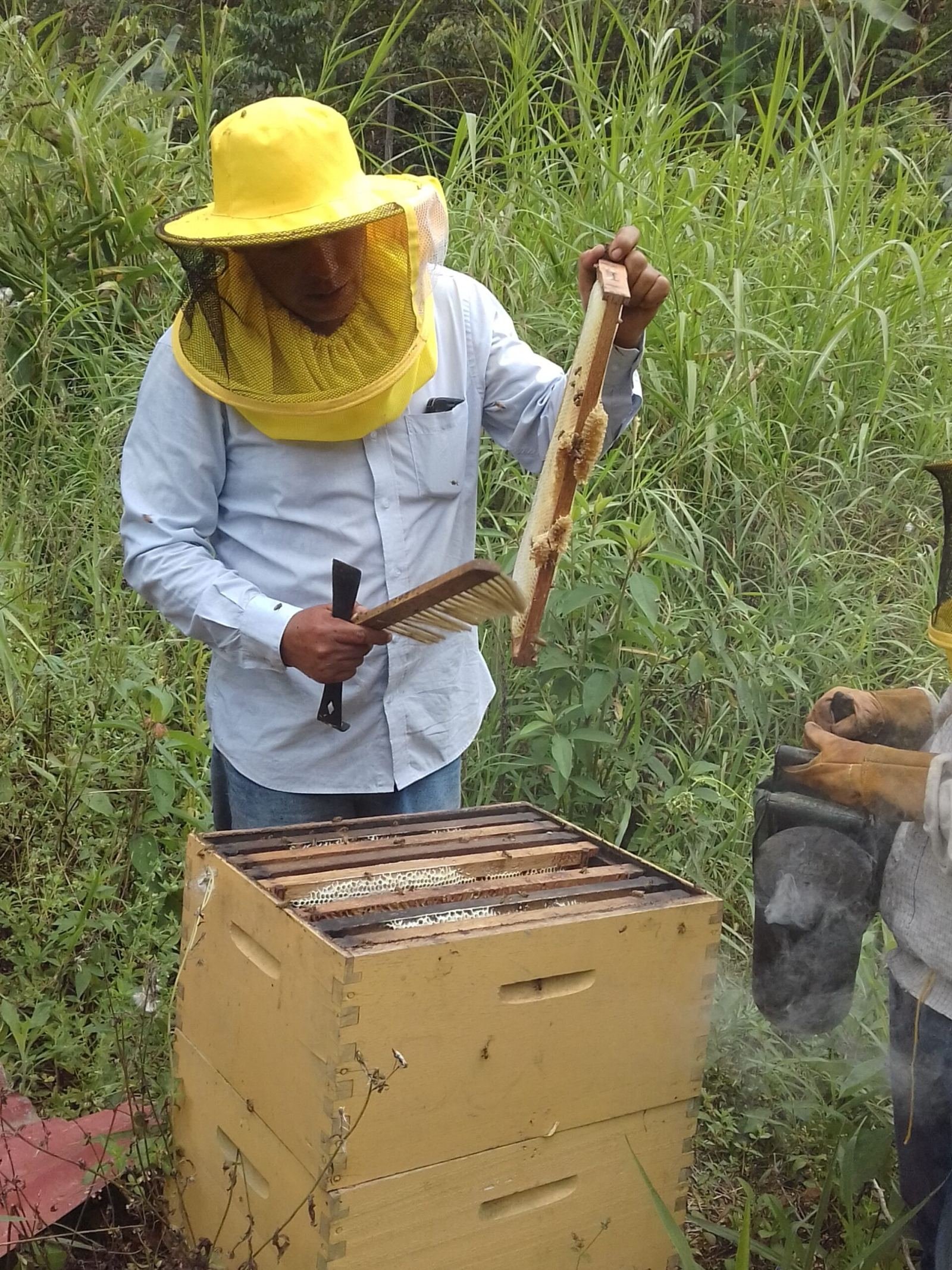 Photo of a beekeeper working at an apiary illustrating international beekeeping practices