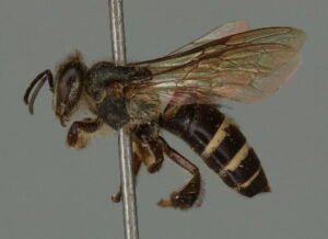 Side view museum specimen of Apis andreniformis, the black dwarf honey bee, showing its small size and dark coloration