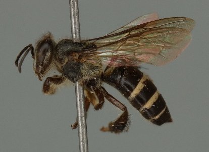 Side view museum specimen of Apis andreniformis, the black dwarf honey bee, showing its small size and dark coloration