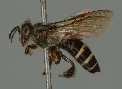 Side view museum specimen of Apis andreniformis, the black dwarf honey bee, showing its small size and dark coloration