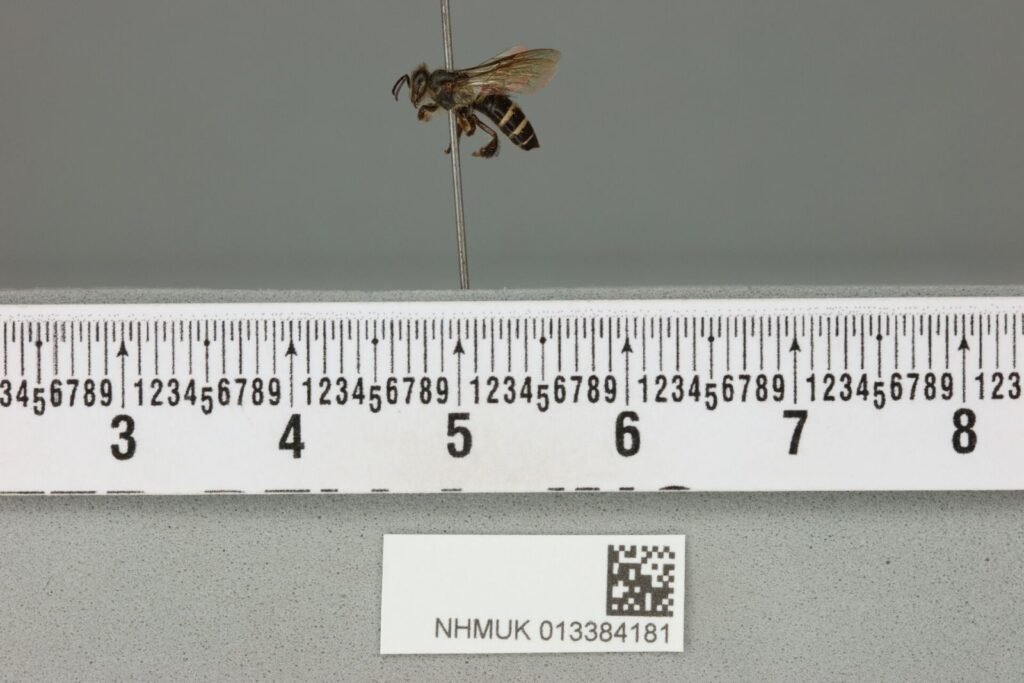 Pinned museum specimen of Apis andreniformis, the black dwarf honey bee native to Southeast Asia