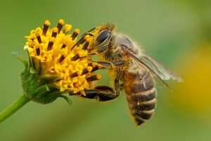 Apis cerana, the Asian honeybee species native to China, foraging on a small yellow flower