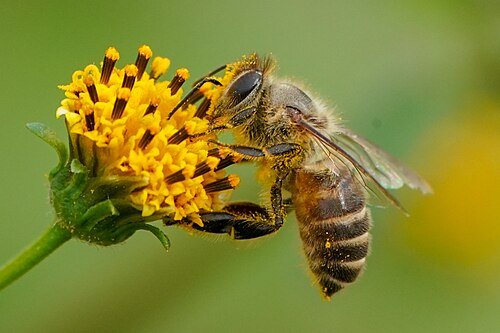 Apis cerana, the Asian honeybee species native to China, foraging on a small yellow flower