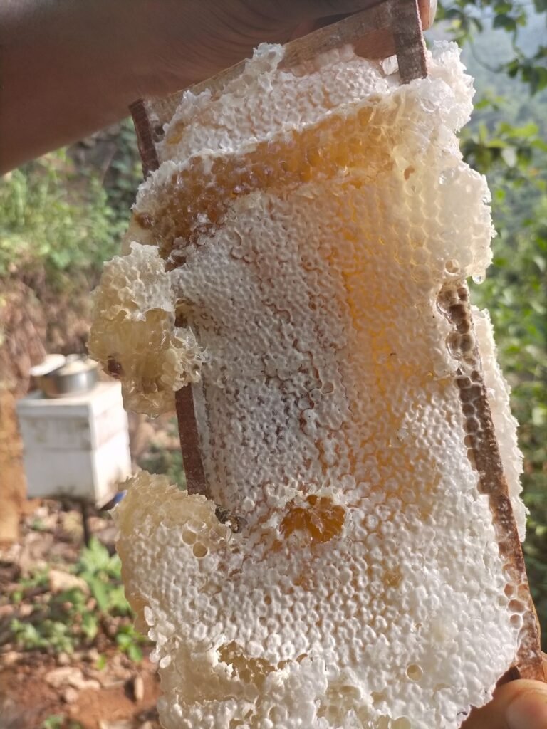 Apis cerana, the Asian honey bee species devastated by Korean sacbrood virus, honeycomb close-up