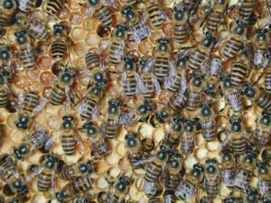 Worker Asian honeybees (Apis cerana) on comb, the native honeybee species devastated by Korean sacbrood virus