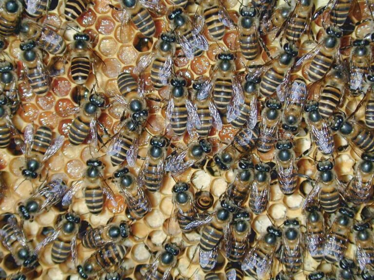 Worker Asian honeybees (Apis cerana) on comb, the native honeybee species devastated by Korean sacbrood virus