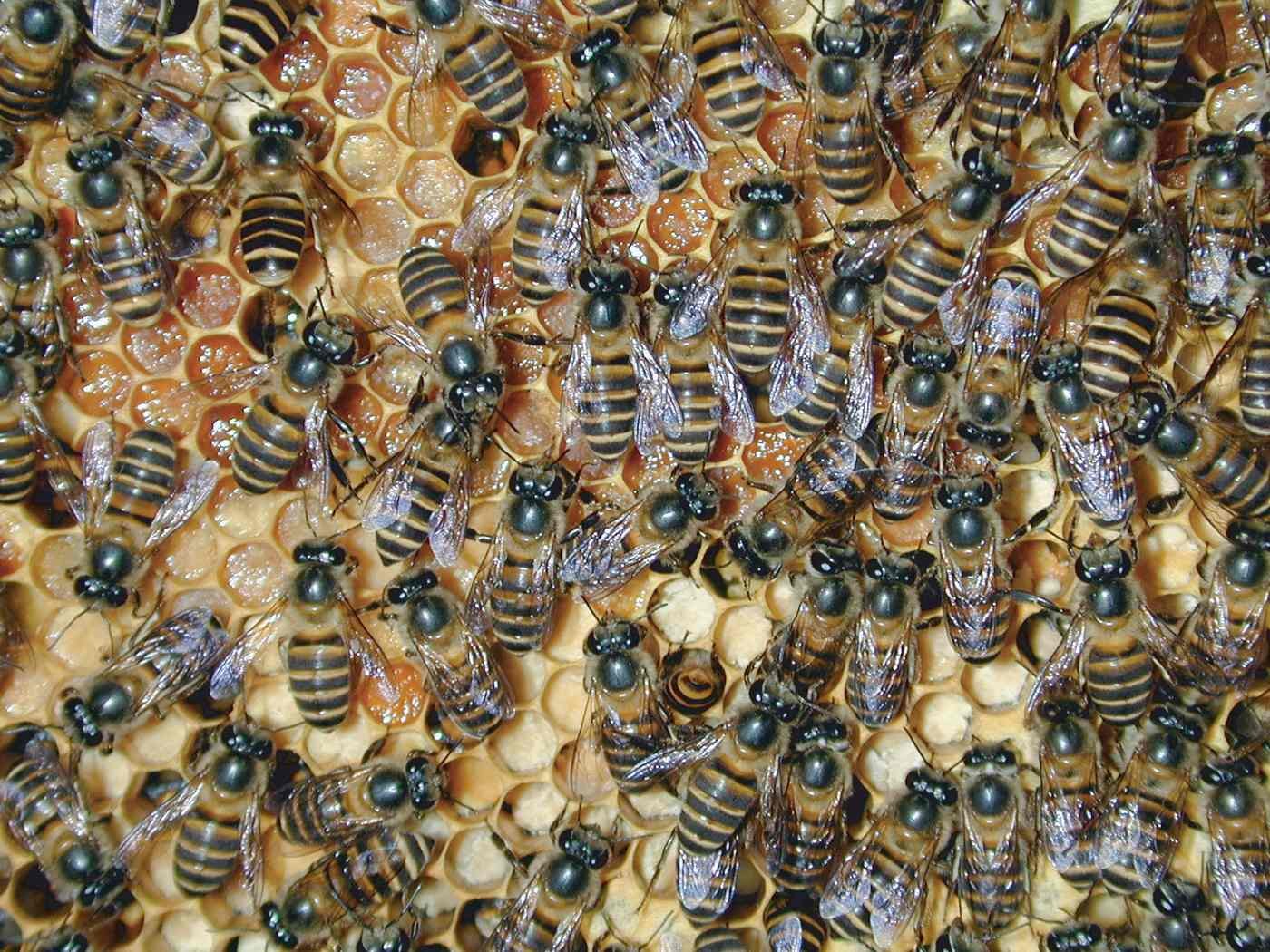 Worker Asian honeybees (Apis cerana) on comb, the native honeybee species devastated by Korean sacbrood virus