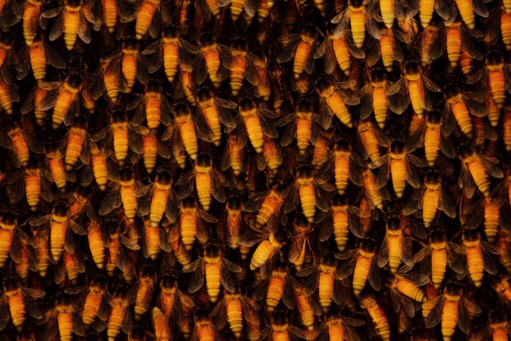 Wild Apis dorsata giant honey bee nest, the species targeted by Western Ghats honey hunters