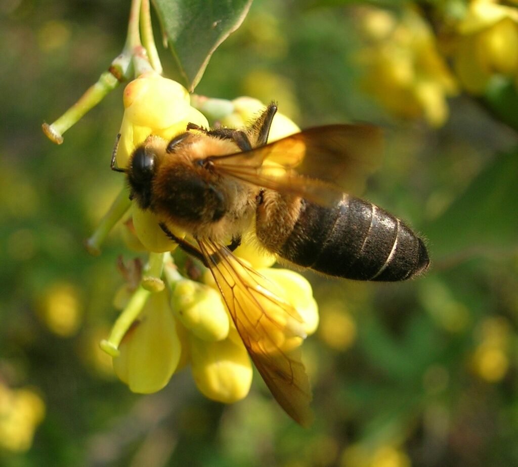 Close-up of an Apis laboriosa Himalayan giant honey bee foraging on a flower