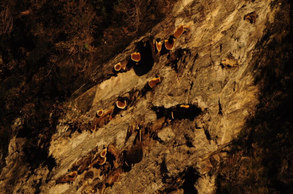 Wild Apis laboriosa honeycomb nest attached to an overhanging cliff face in Nepal