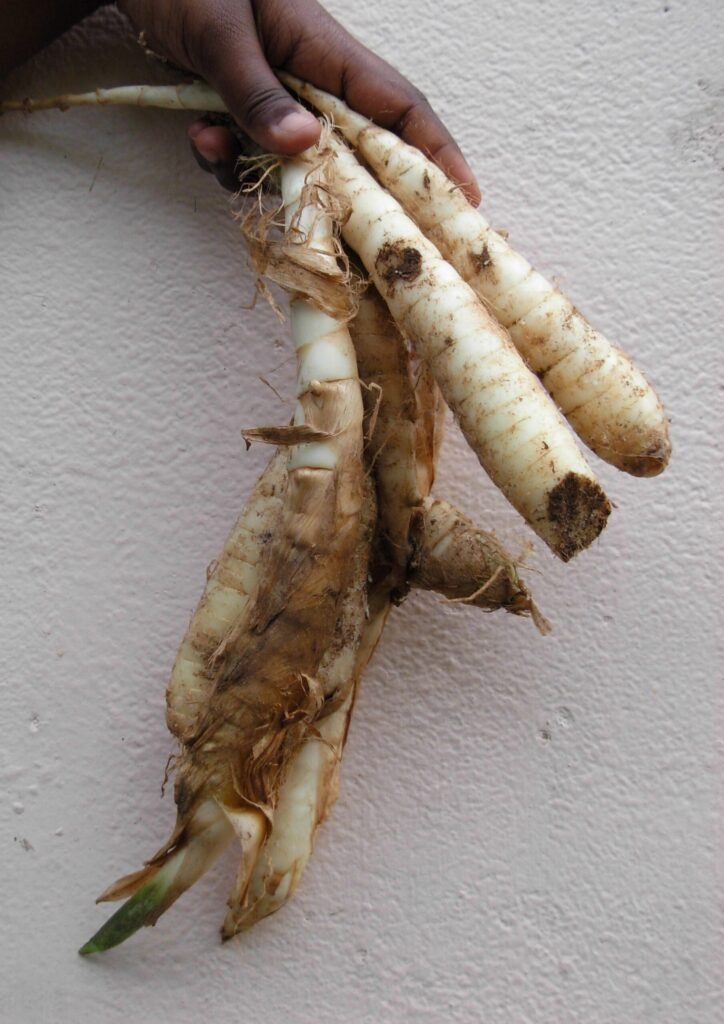 Fresh arrowroot tubers, the plant source of the powdered starch used in beeswax deodorant recipes