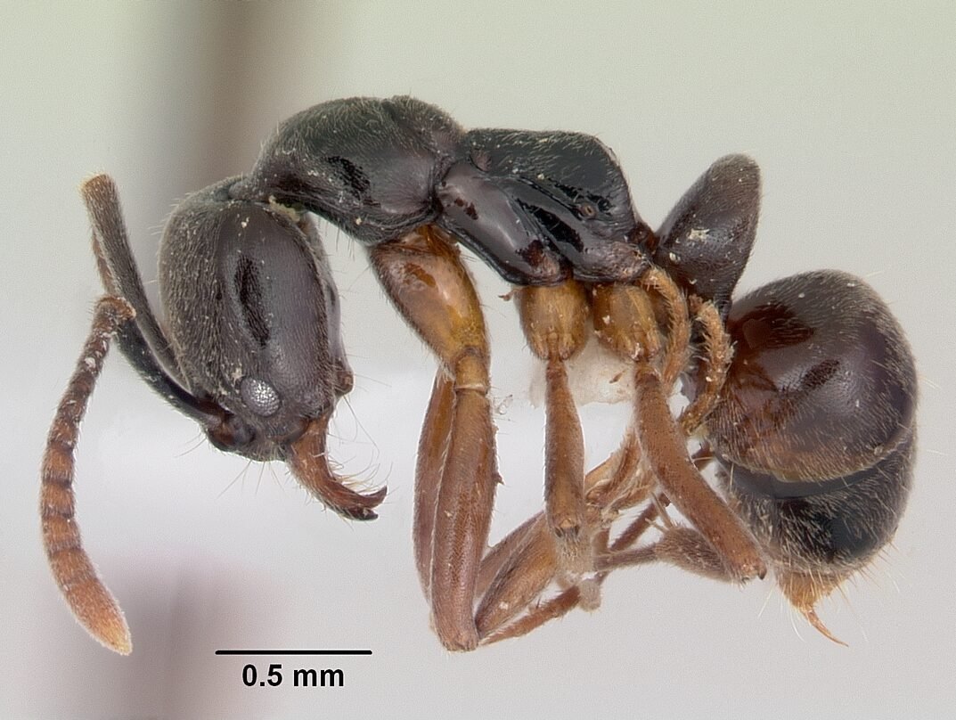 Profile view macro photograph of an Asian needle ant specimen with a scale bar