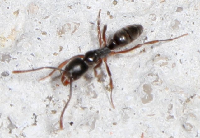The Asian needle ant (Brachyponera chinensis), small, shiny, and dark, photographed in the United States