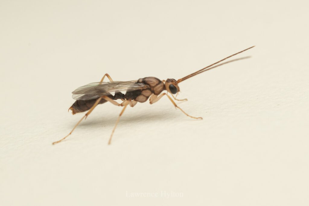 Close-up of the Asian needle ant showing its shiny black-brown body and characteristic orangish-brown legs