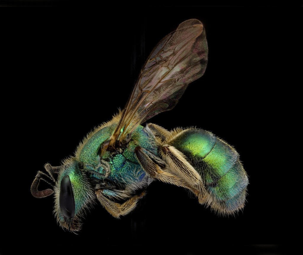 Golden green sweat bee (Augochlorella aurata), the single most commonly collected species in the NPS multi-park bee survey