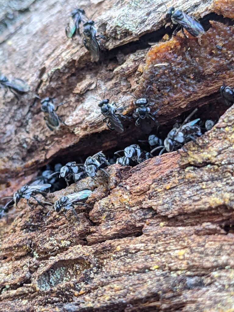 Front view of an Australian native stingless bee nest entrance in a tree hollow